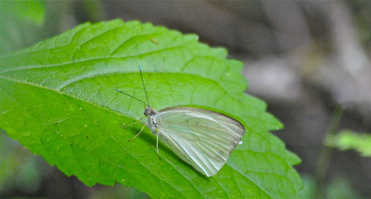 Great Southern White Butterfly